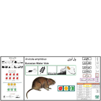 گونه ول آبزی Eurasian Water Vole